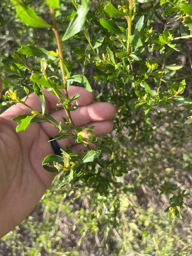 Unknown species found near Bryce Ln, Davis, CA, US