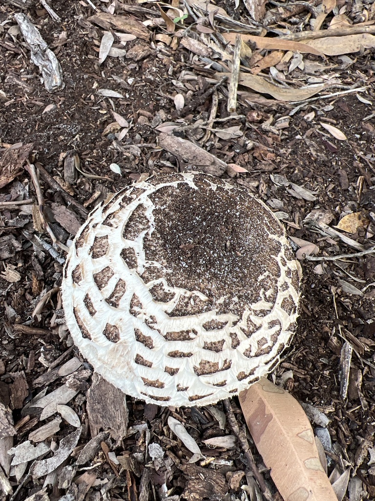 Chlorophyllum brunneum · March 2026 · photo: © elapidwildlife (iNaturalist, cc-by)