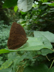 Bicyclus sangmelinae