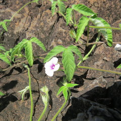 Ipomoea magnusiana image