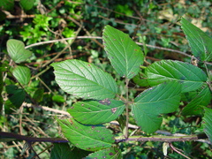 Rubus dasyphyllus