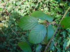 Rubus dasyphyllus