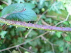 Rubus dasyphyllus