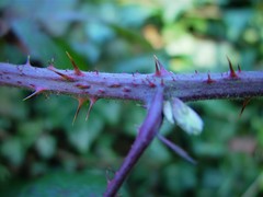 Rubus dasyphyllus