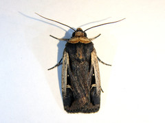 Proteuxoa tortisigna
