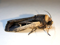 Proteuxoa tortisigna