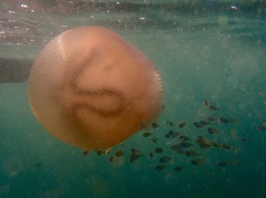 Dactyliophorae