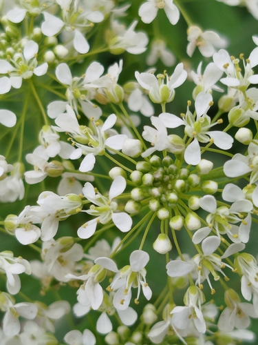 Heart-podded Hoary Cress