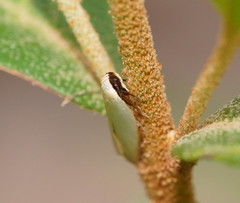 Scieropepla polyxesta