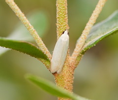 Scieropepla polyxesta