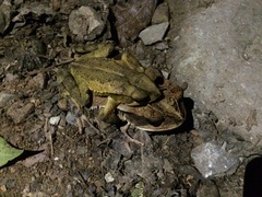 Incilius spiculatus