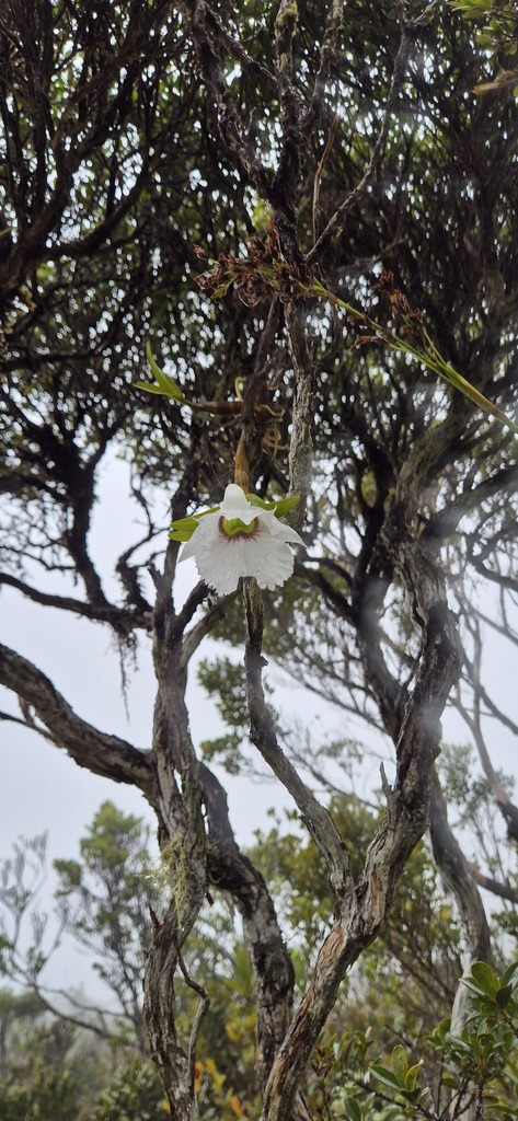Dendrobium sanderae Rolfe