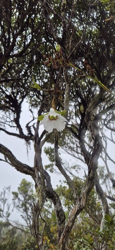 Dendrobium sanderae