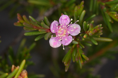 Hypocalymma strictum