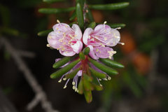 Hypocalymma strictum