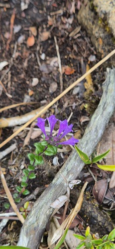 Scutellaria javanica observed 2026-03-22