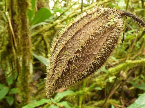 Wercklea ferox, photograph 5
