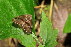 Ricania simulans