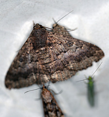 Eudesmeola lawsoni