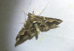 Merodictya marmorata
