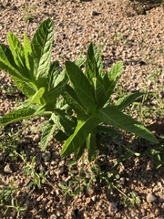 Pterocaulon serrulatum