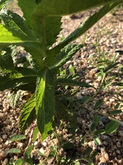 Pterocaulon serrulatum