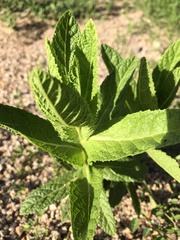 Pterocaulon serrulatum