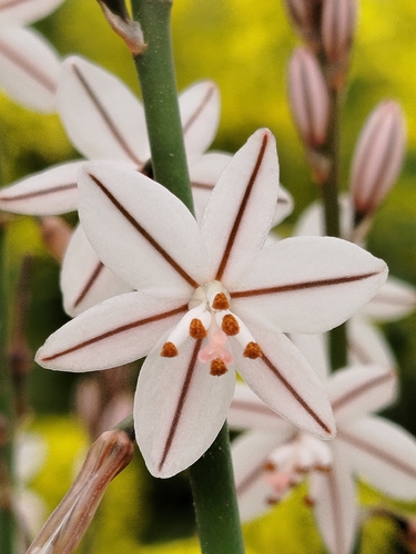 Onion-Leafed Asphodel