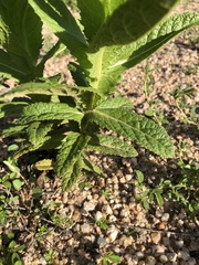 Pterocaulon serrulatum