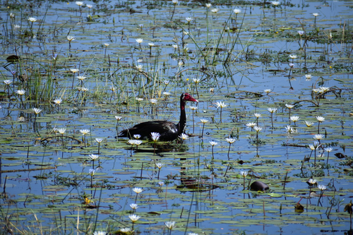 iNaturalist: (c) T Coleman, some rights reserved (CC BY-NC), uploaded by T Coleman iNaturalist image