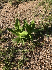 Pterocaulon serrulatum
