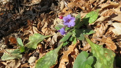 Pulmonaria hirta