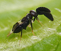 Cryptanusia aureiscutellum