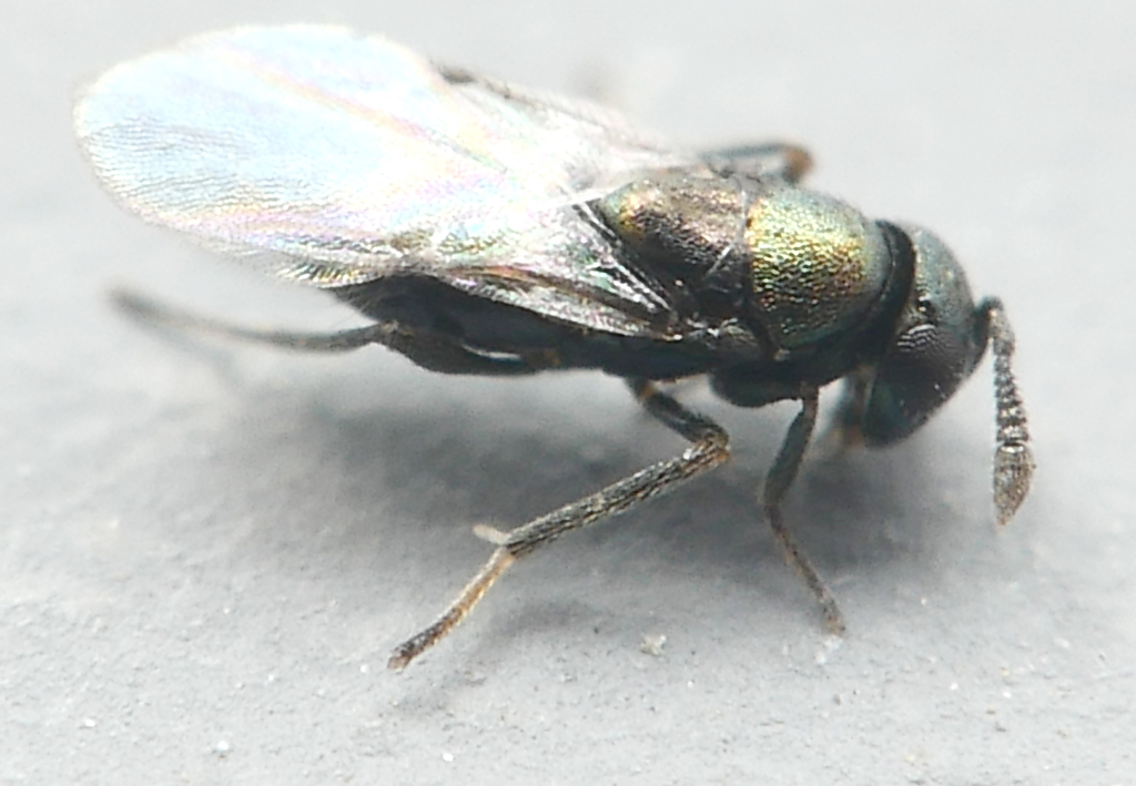 Exoristobia