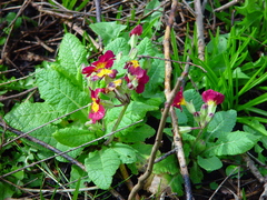 Primula × polyantha