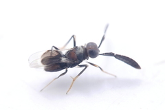 Cryptanusia aureiscutellum