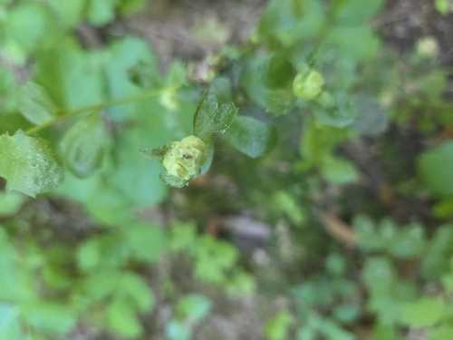 Unknown species found near Orinda, CA 94563, USA