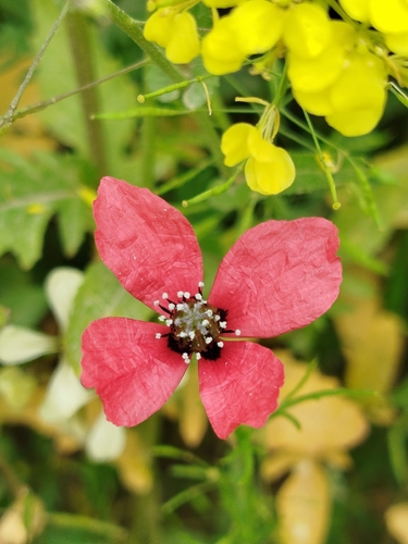 rough poppy