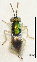 Anagyrus