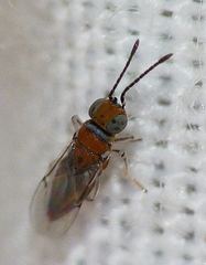 Anagyrus