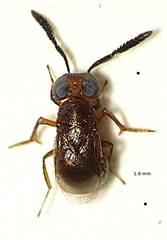 Encyrtinae