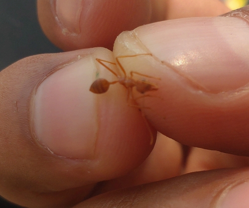 Asian Weaver Ant