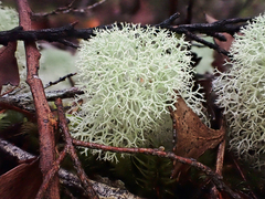 Cladonia confusa