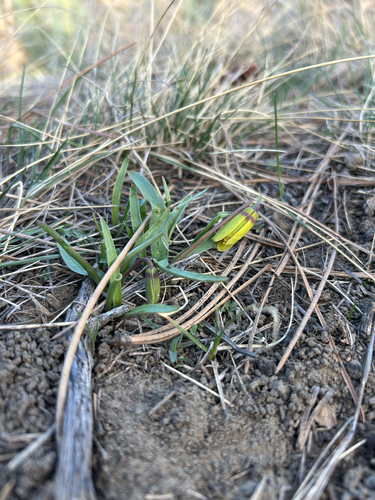 iNaturalist observation 2026-03-22