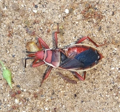 Probergrothius varicornis