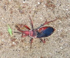 Probergrothius varicornis