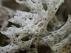 Cladonia confusa