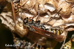 Polistes cinerascens