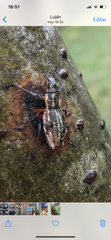Naupactus xanthographus