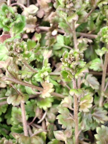 Veronica polita lilacina